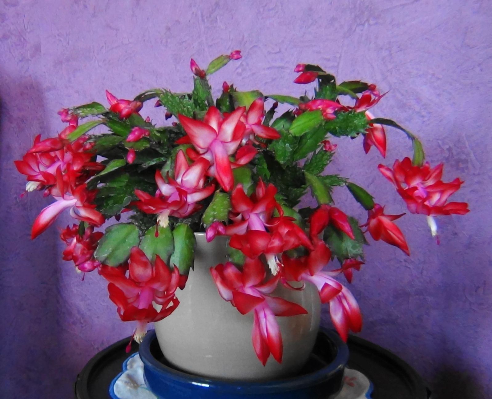 Cactus De Noël Schlumbergera XXL - Pot 17 Cm, Fleurs Blanches, Environ 25-35 Cm
